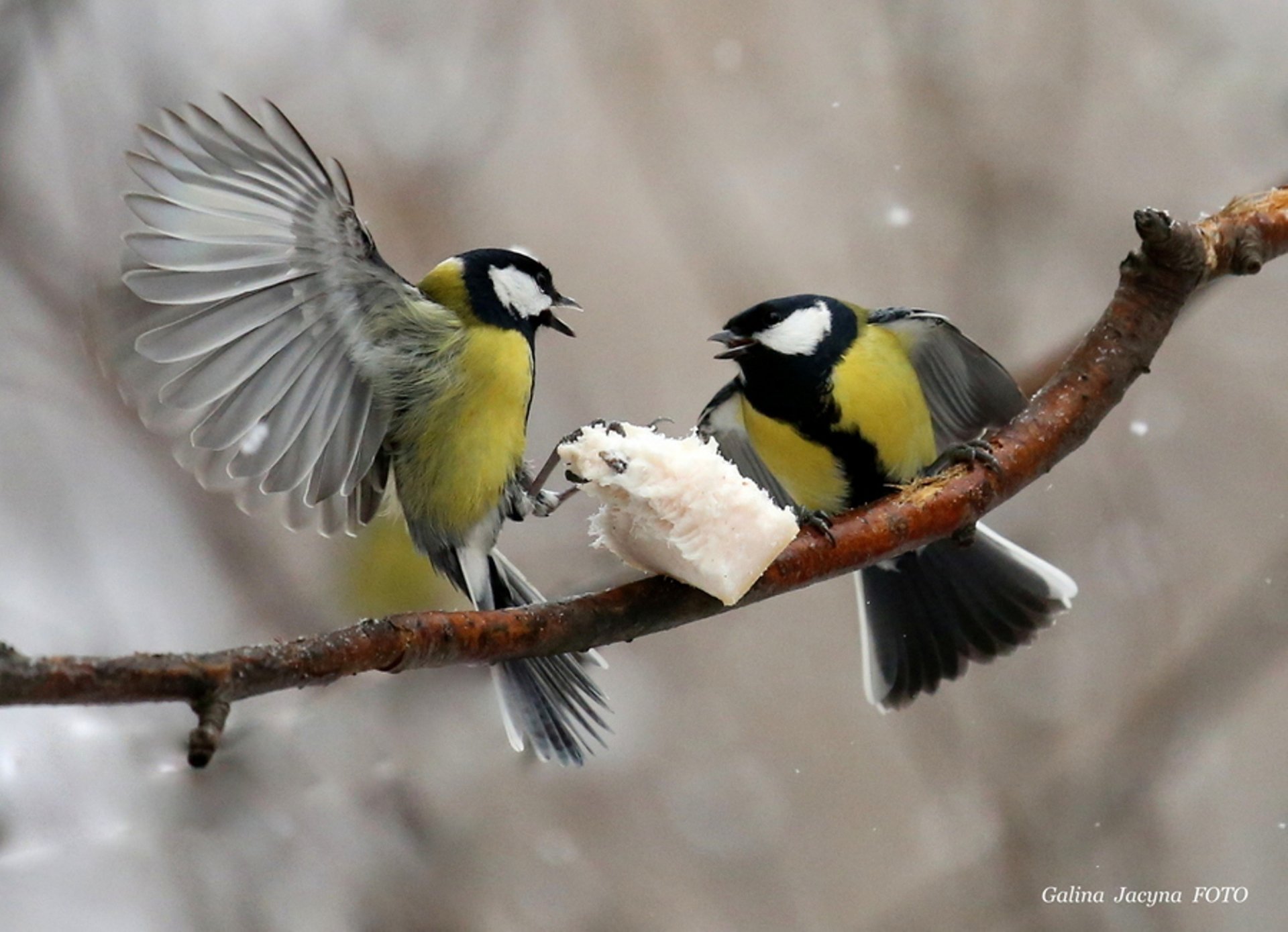 Two colorful titmice engage in a lively interaction on a snowy branch, creating a captivating scene for an HD PC desktop wallpaper or background.
