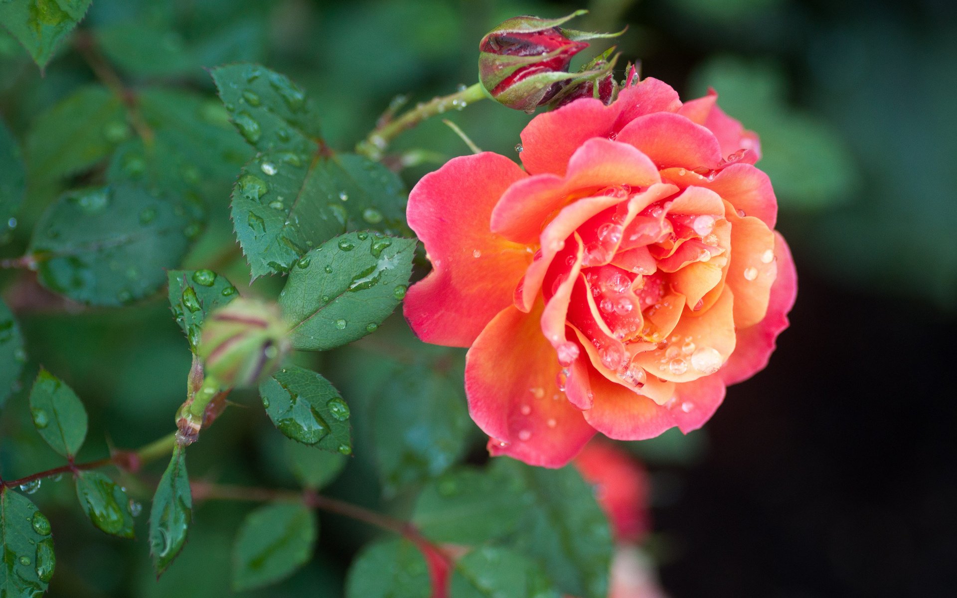 Чайные кустовые розы в росе