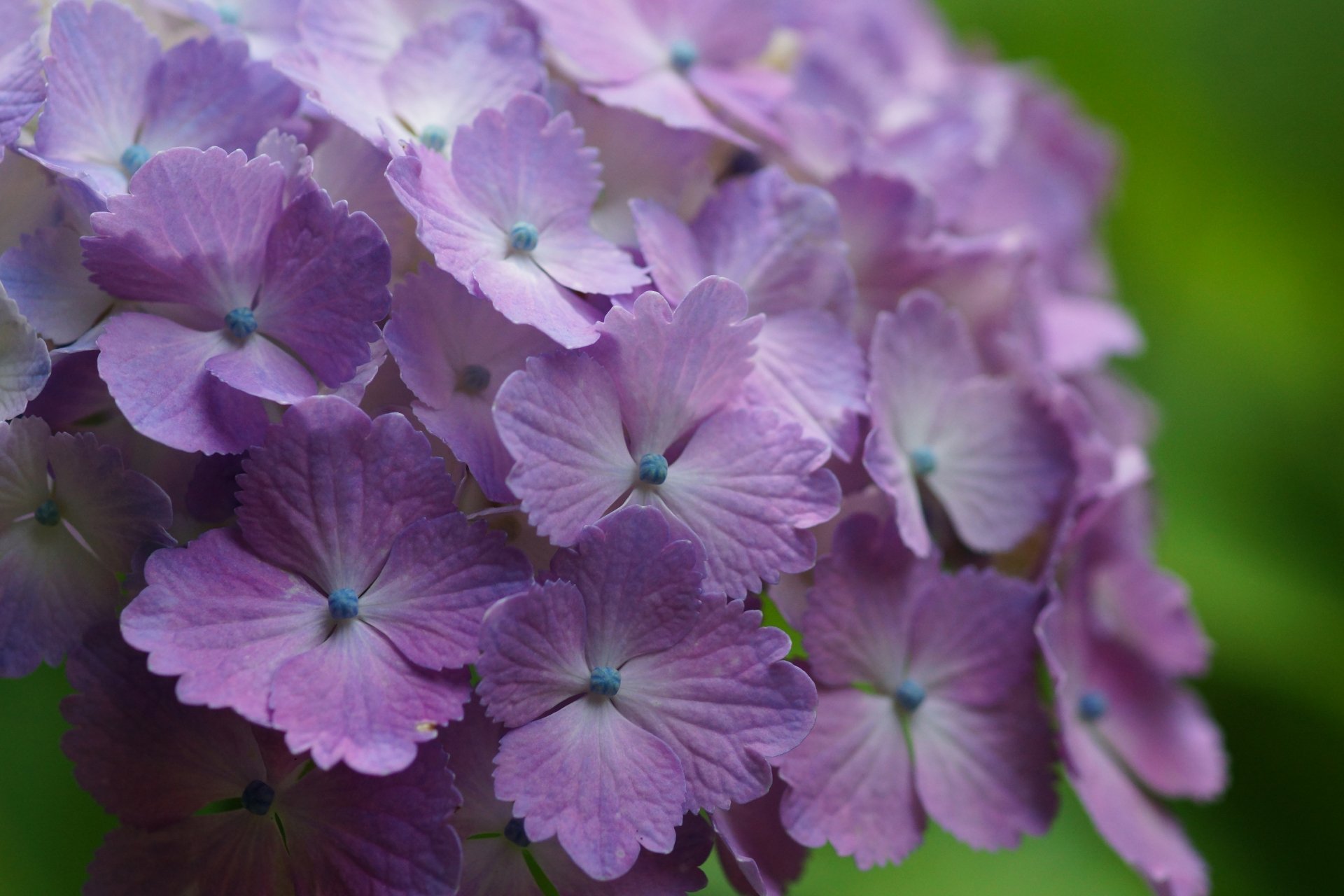Close-up of vibrant purple hydrangea flowers in nature, presented as an HD PC desktop wallpaper and background.