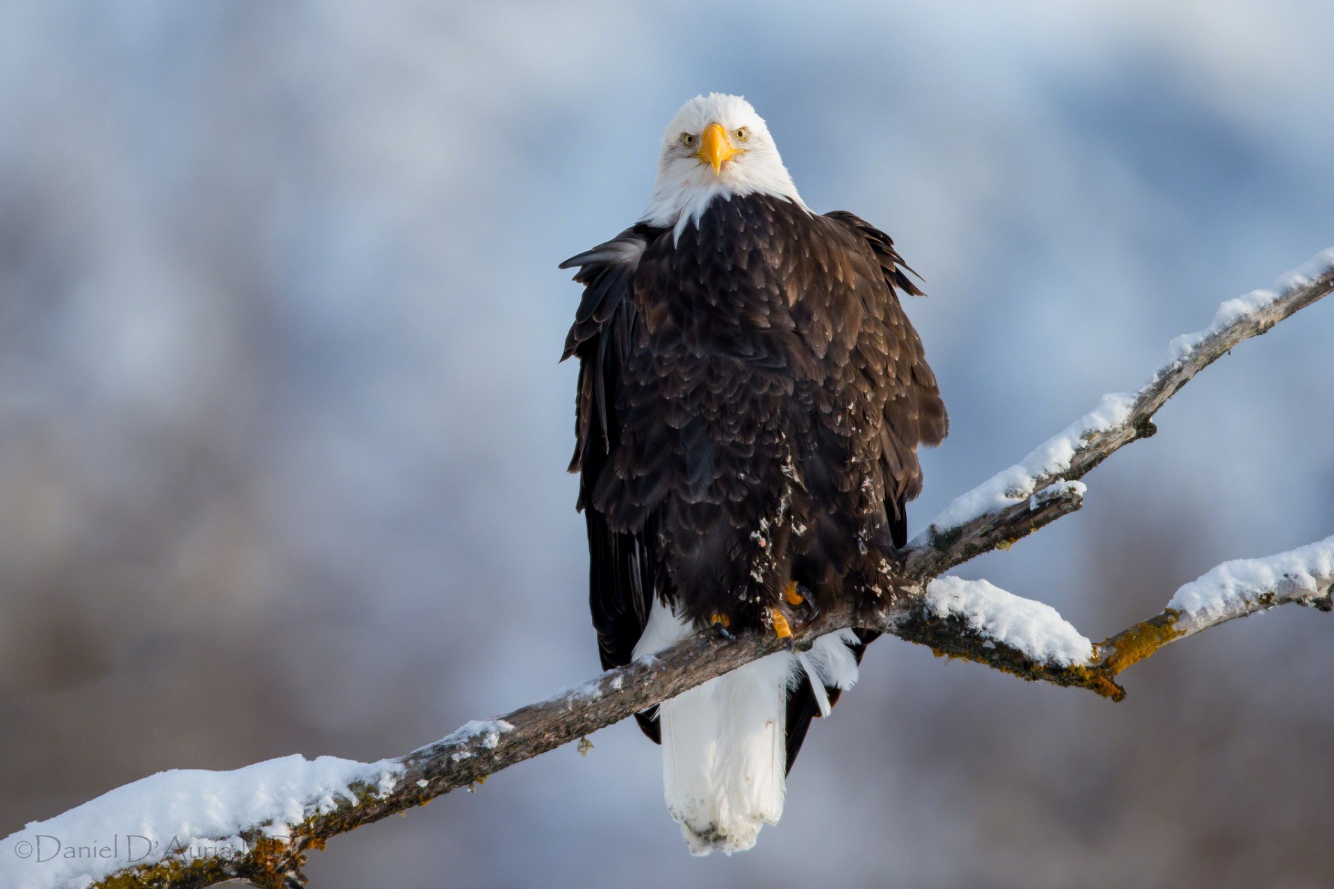 A majestic bald eagle perched on a snow-covered branch, captured in sharp detail for an HD PC desktop wallpaper.