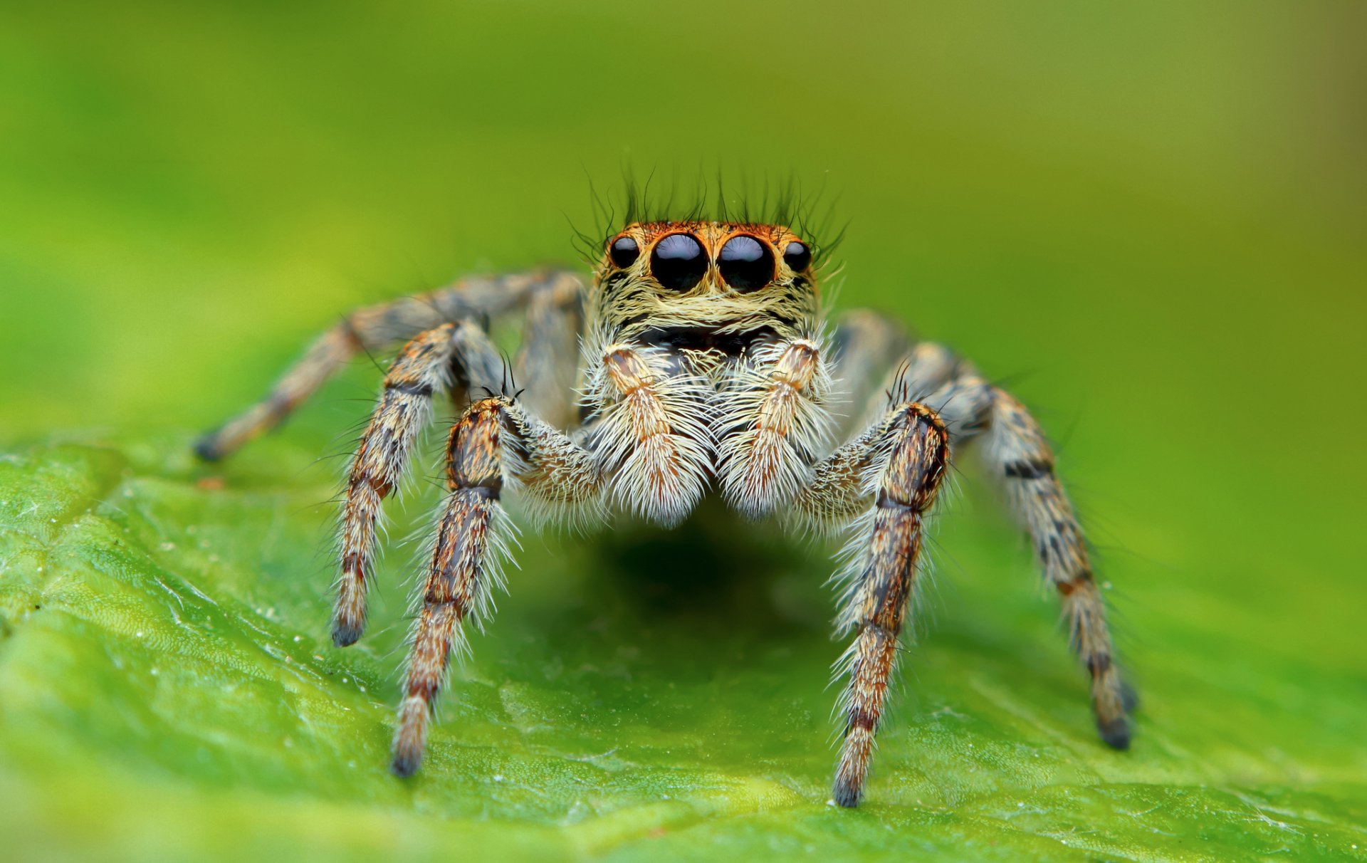 Close-up HD desktop wallpaper of a detailed jumping spider on a green leaf, showcasing its textured body and large eyes in a vivid natural setting.