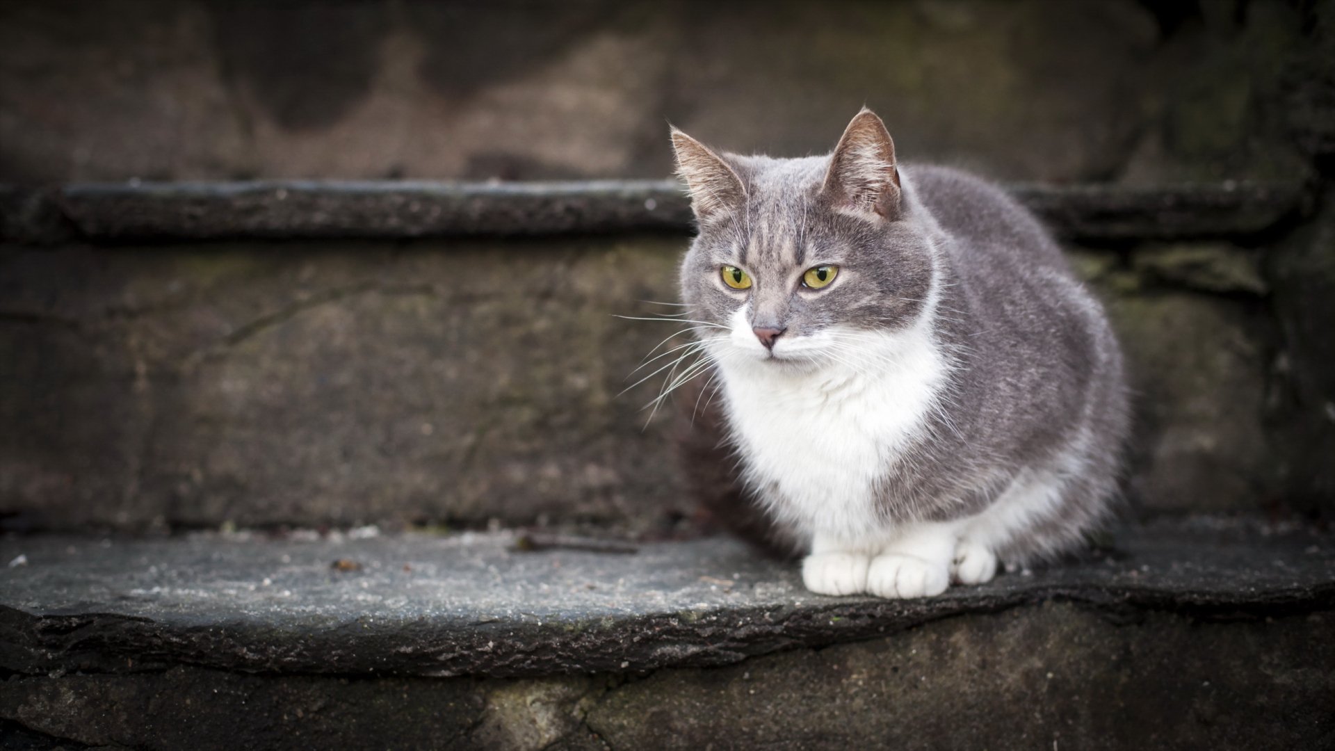 HD desktop wallpaper featuring a gray and white cat with yellow eyes sitting on stone steps against a blurred rustic background.