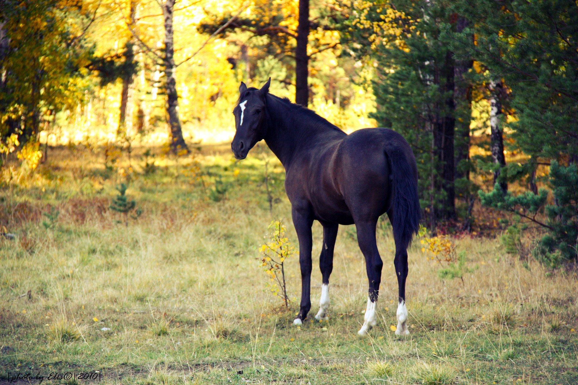 HD wallpaper of a black horse standing in a sunlit forest clearing, surrounded by trees and natural foliage.