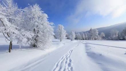 A serene winter landscape with tree branches covered in snow under a bright blue sky. Footprints are visible in the fresh snow, creating a tranquil scene. HD desktop wallpaper and background.