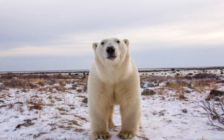 HD PC desktop wallpaper featuring a polar bear standing on snowy terrain under a cloudy sky.