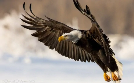HD desktop wallpaper of a bald eagle in flight, showcasing its impressive wingspan and sharp features against a blurred natural background.