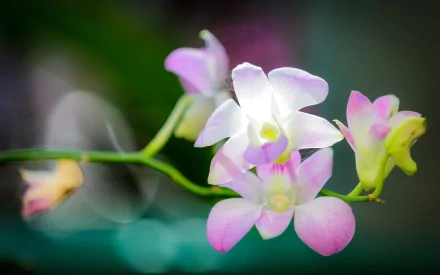 HD desktop wallpaper showcasing a close-up of delicate pink and white orchid flowers against a softly blurred natural background.