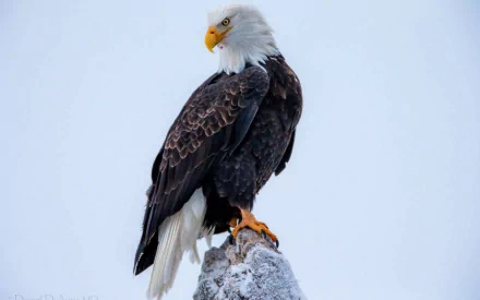 HD desktop wallpaper featuring a majestic bald eagle perched on a rock against a clear, pale sky.