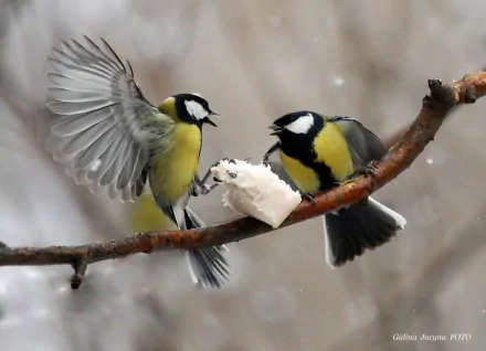 Two colorful titmice engage in a lively interaction on a snowy branch, creating a captivating scene for an HD PC desktop wallpaper or background.