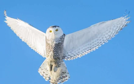 A majestic snowy owl in flight against a clear blue sky, showcasing its striking white feathers and bright yellow eyes. This stunning image serves as a captivating HD wallpaper and background.