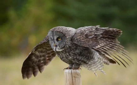 HD PC desktop wallpaper featuring a great grey owl spreading its wings on a wooden post against a blurred natural background.