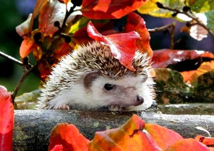 A cute hedgehog peeks out from behind vibrant autumn leaves, creating a charming scene for an HD PC desktop wallpaper and background.