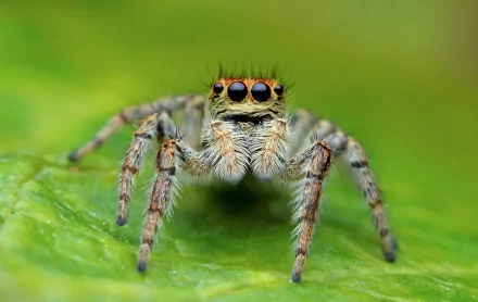 jumping spider Animal spider HD Desktop Wallpaper | Background Image