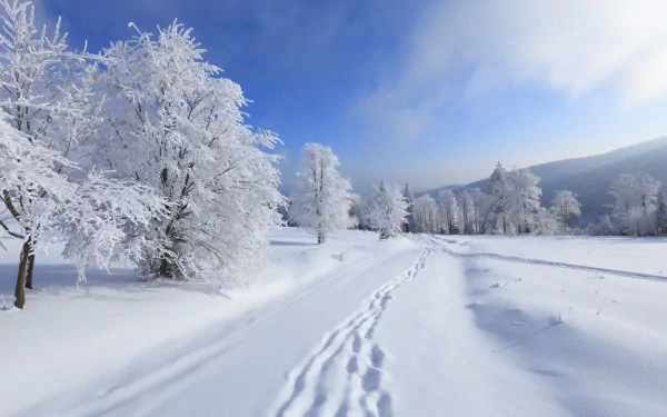 A serene winter landscape with tree branches covered in snow under a bright blue sky. Footprints are visible in the fresh snow, creating a tranquil scene. HD desktop wallpaper and background.