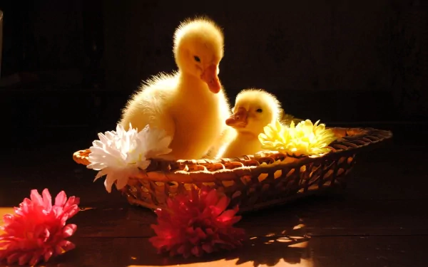 HD desktop wallpaper featuring two yellow ducklings resting in a woven basket surrounded by colorful flowers against a dark background.