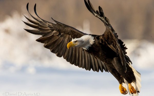 Animal Bald Eagle Birds Eagles Wallpaper