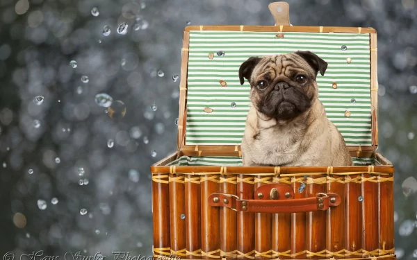 HD desktop wallpaper featuring a pug sitting inside an open, striped lined basket, with a blurry bokeh background.