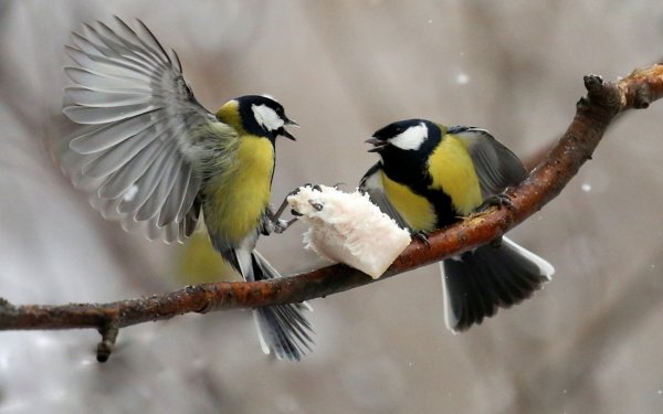 Animal Titmouse Birds Passerines HD Wallpaper | Background Image