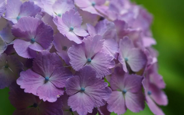 Close-up of vibrant purple hydrangea flowers in nature, presented as an HD PC desktop wallpaper and background.