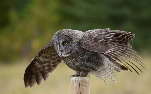 HD PC desktop wallpaper featuring a great grey owl spreading its wings on a wooden post against a blurred natural background.