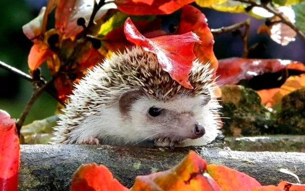 A cute hedgehog peeks out from behind vibrant autumn leaves, creating a charming scene for an HD PC desktop wallpaper and background.