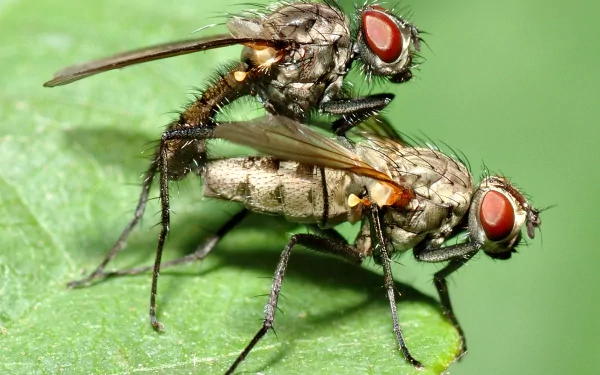 Animal fly HD Desktop Wallpaper | Background Image