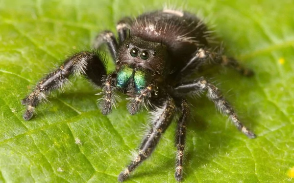 jumping spider Animal spider HD Desktop Wallpaper | Background Image