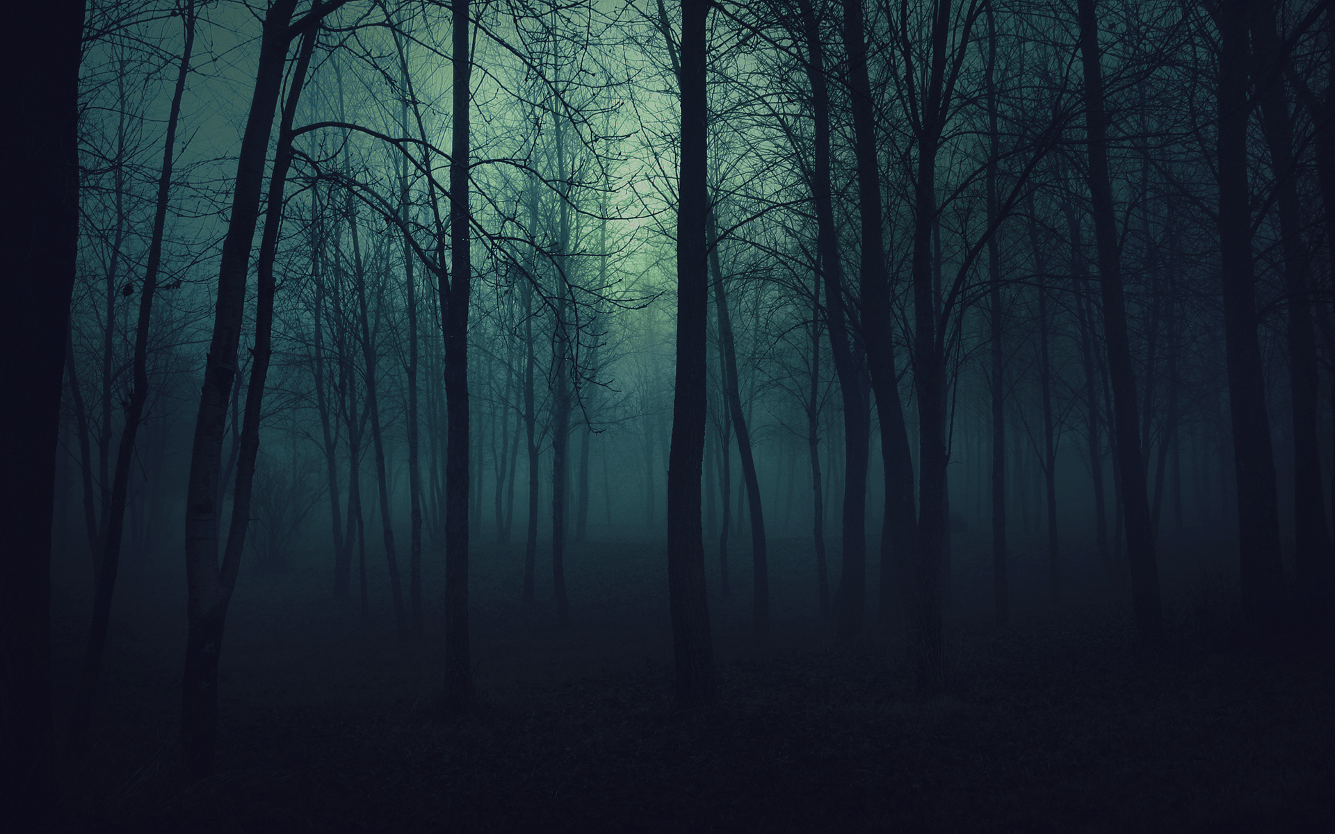 Dark Forest HD Wallpaper | Background Image