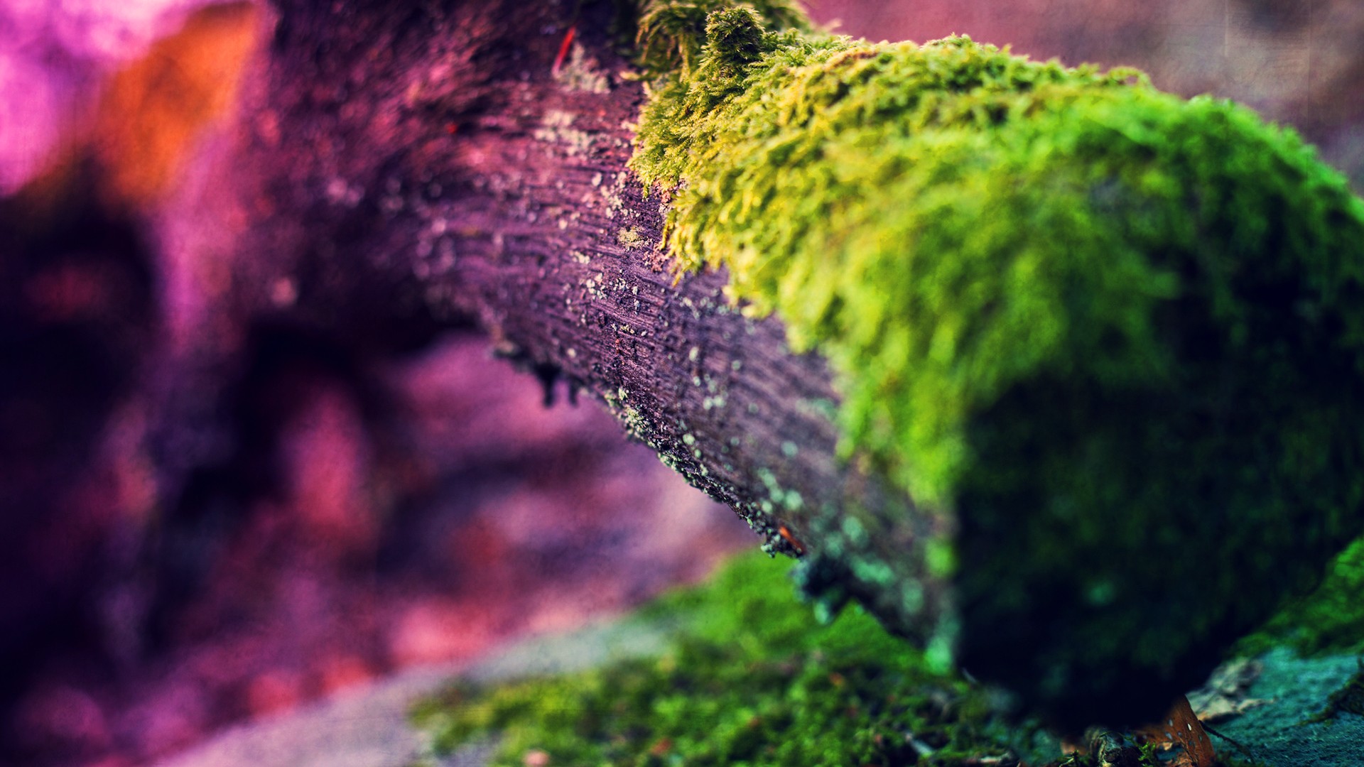 Nature Close Up HD Wallpaper | Background Image