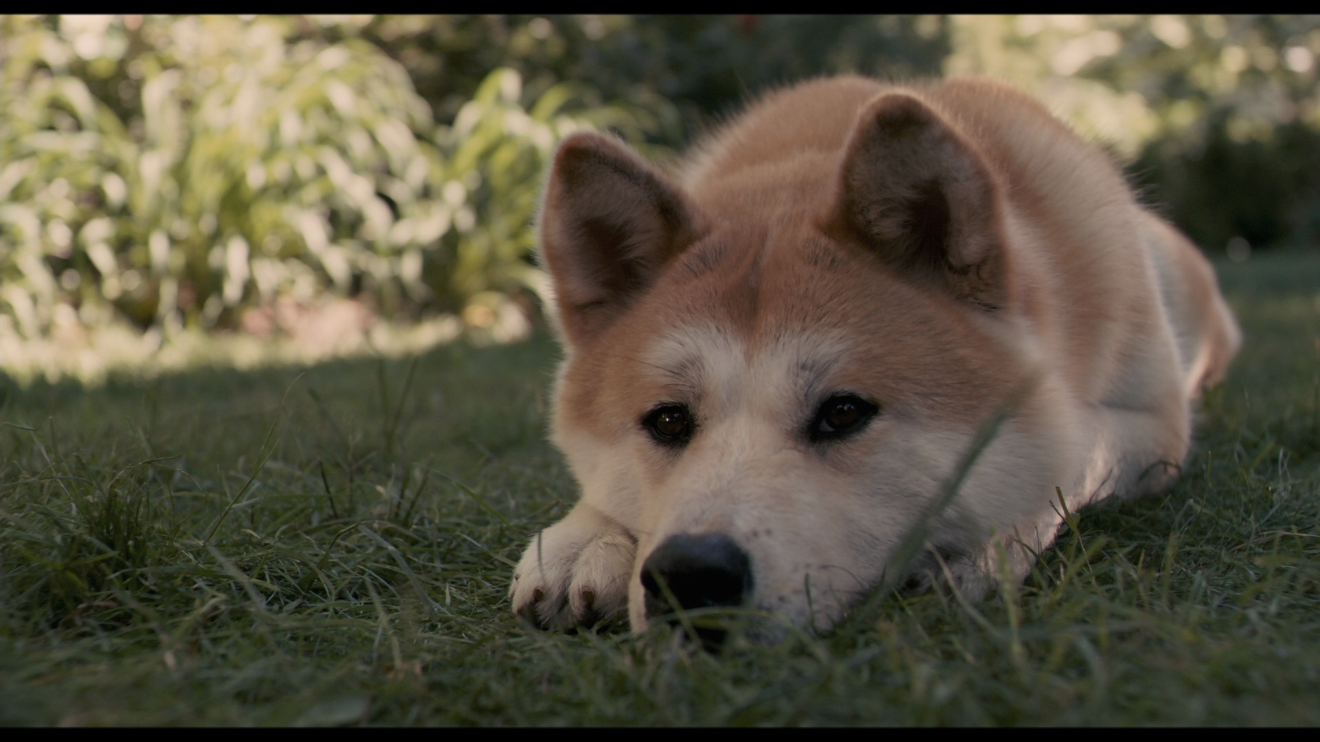 Movie Hachi: A Dog's Tale HD Wallpaper | Background Image