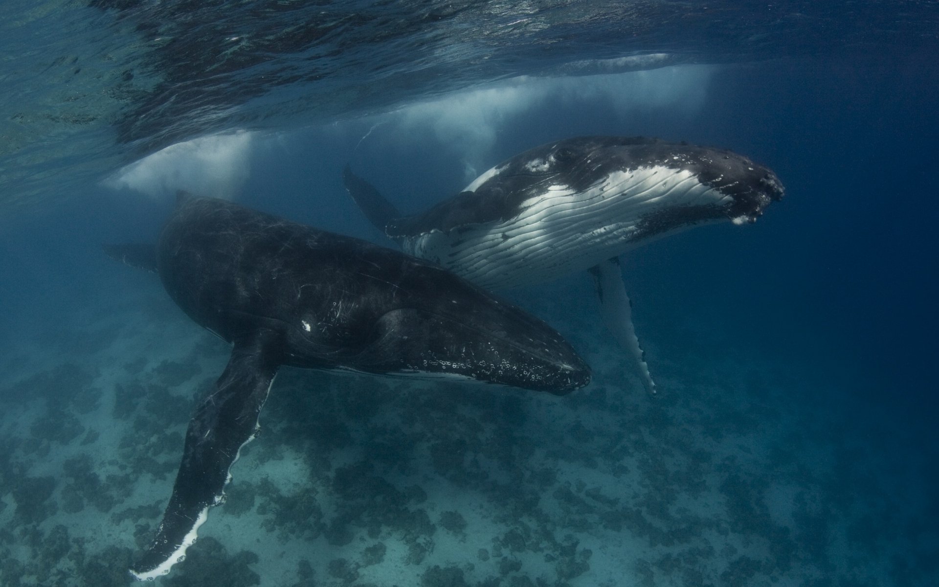 HD PC desktop wallpaper featuring a detailed underwater scene with two whales swimming gracefully in clear blue water.