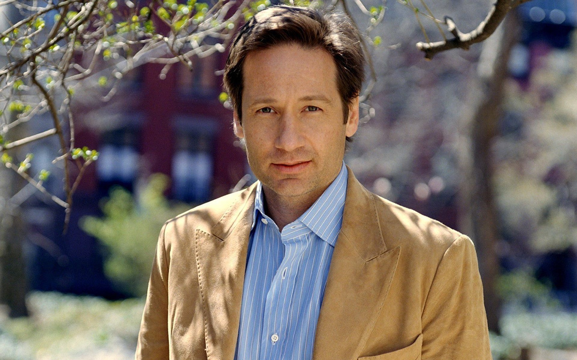 Download Celebrity David Duchovny HD Wallpaper
