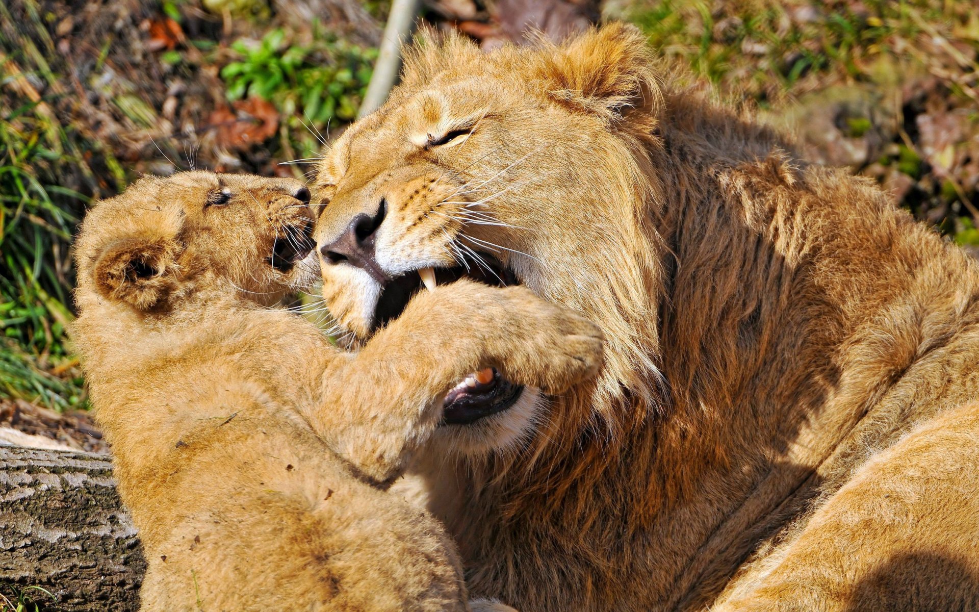 A heartwarming HD desktop wallpaper featuring a lion and its cub playfully interacting in a natural setting, showcasing the beauty of wildlife.