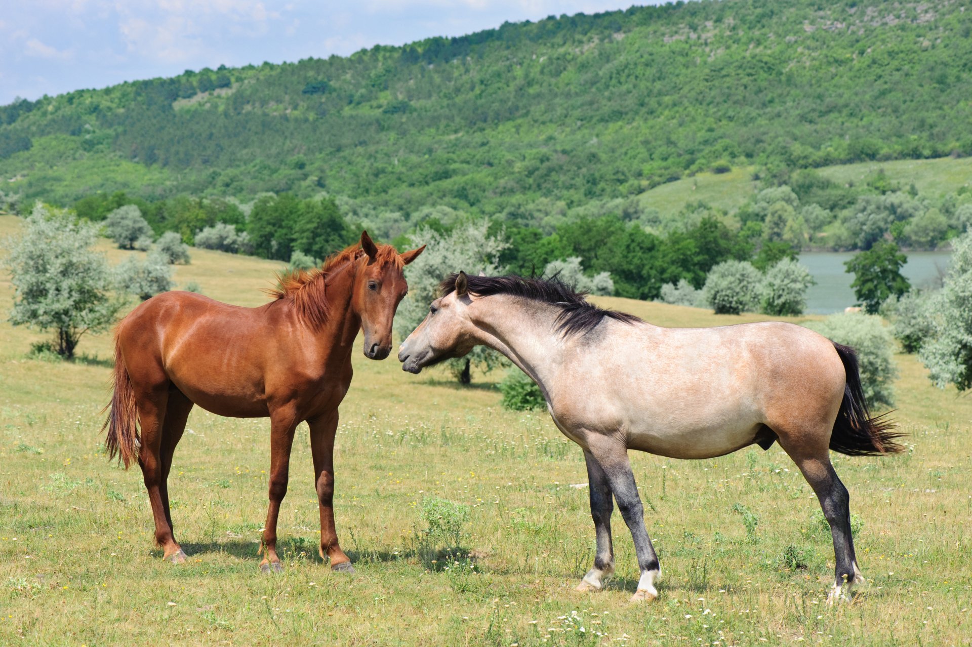4K Ultra HD PC desktop wallpaper of two horses (animal) standing in a sunlit green meadow with rolling hills and trees in the background.