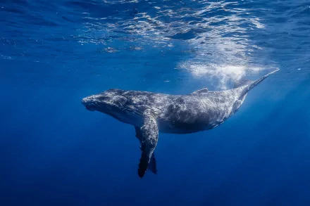 Animal whale HD Desktop Wallpaper | Background Image