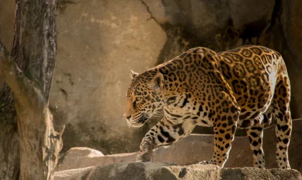 A striking HD PC desktop wallpaper featuring a majestic jaguar gracefully walking over rocks, showcasing its beautiful spots against a natural background.