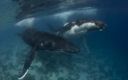 HD PC desktop wallpaper featuring a detailed underwater scene with two whales swimming gracefully in clear blue water.