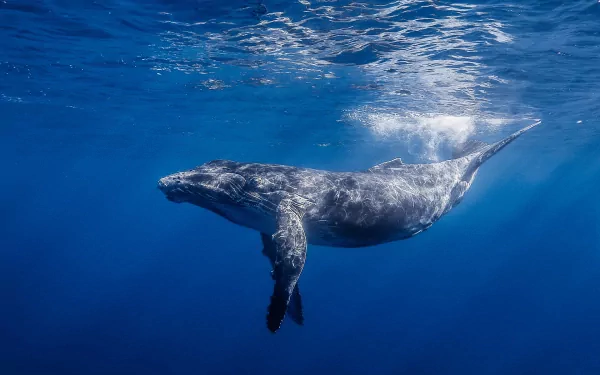 HD PC desktop wallpaper showing a large whale swimming underwater in clear blue ocean.