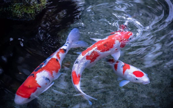 HD desktop wallpaper featuring three colorful koi fish swimming gracefully in clear water, showcasing vibrant patterns and natural aquatic beauty.