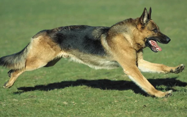 HD desktop wallpaper featuring a German Shepherd in mid-run on a grassy field, showcasing its athletic build and agility.