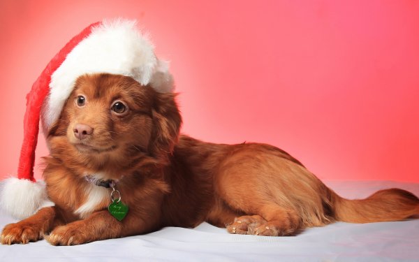 Animal Dog Dogs HD Wallpaper | Background Image