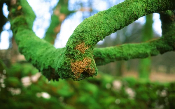 nature moss HD Desktop Wallpaper | Background Image
