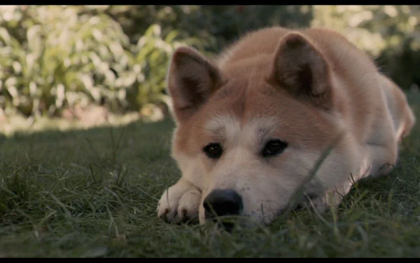movie Hachi: A Dog's Tale HD Desktop Wallpaper | Background Image