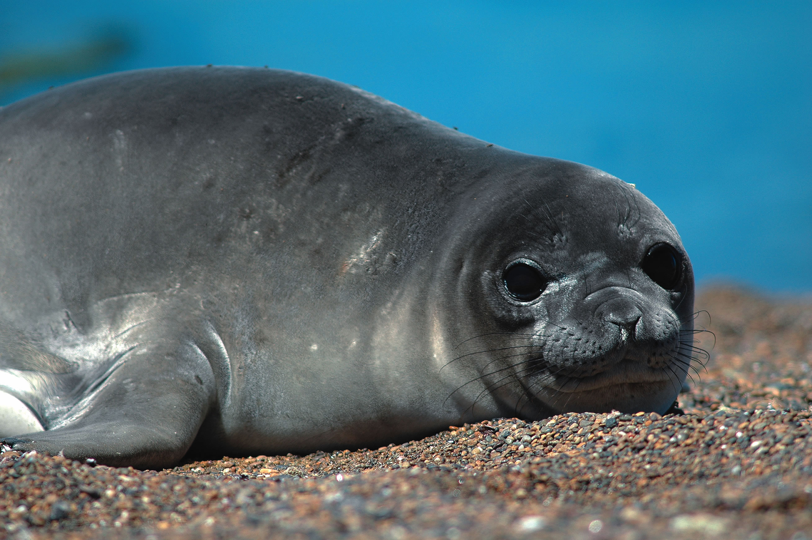 Seals животное перевод с английского