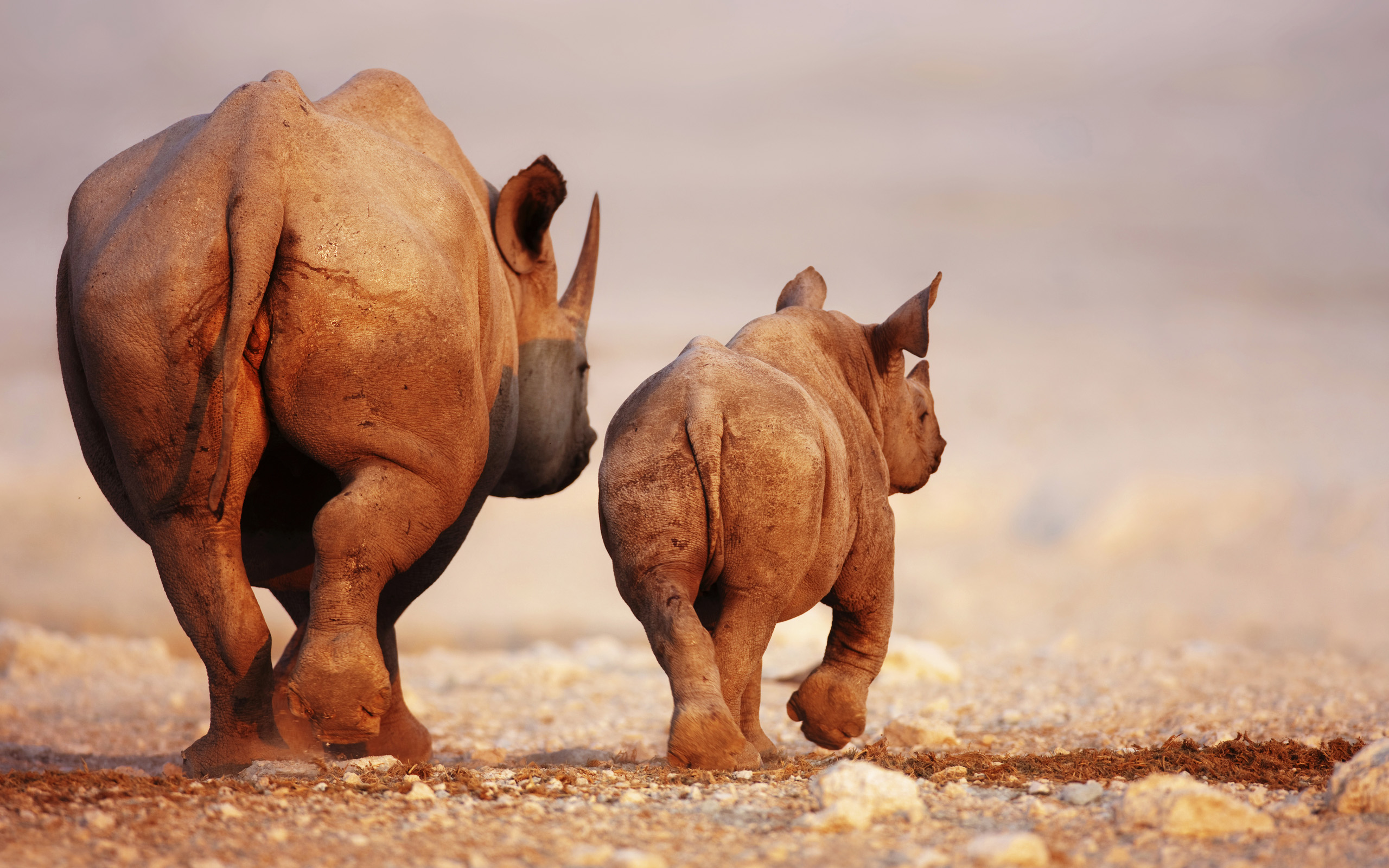 Animal Rhino HD Wallpaper