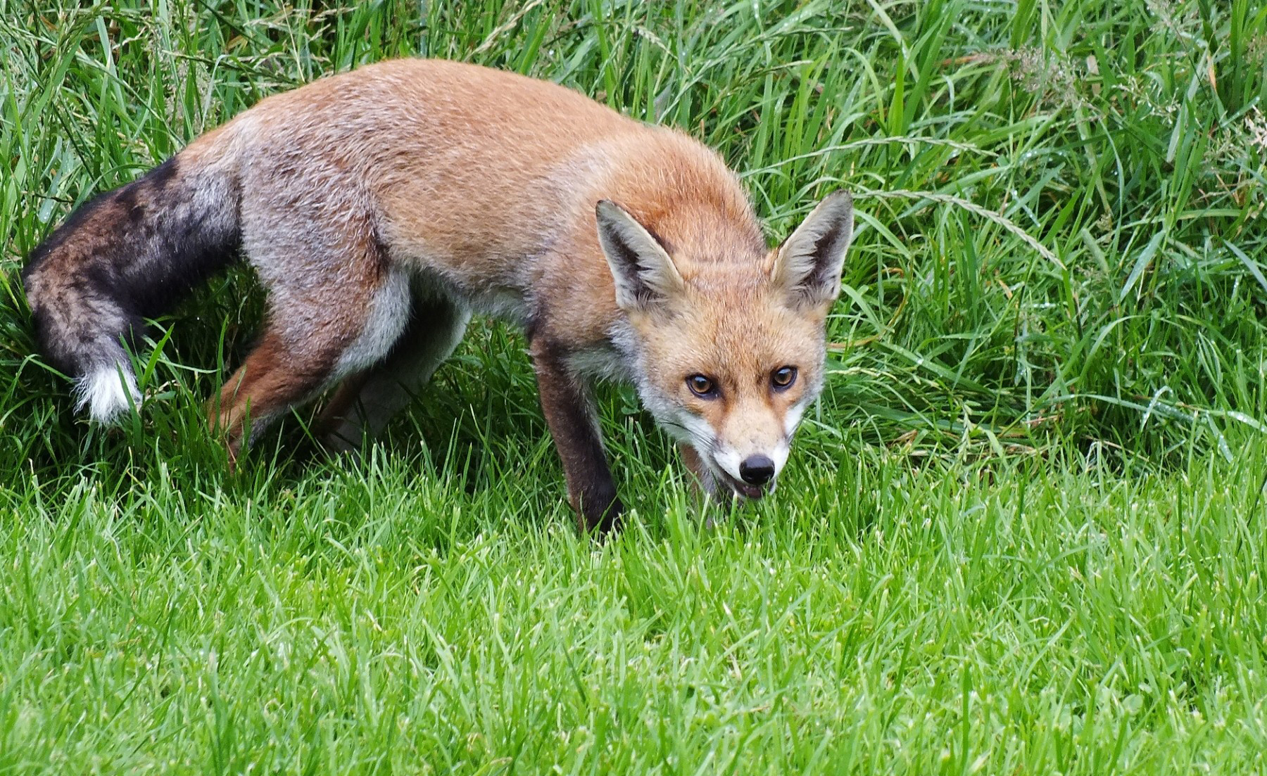 Fox Wallpaper and Background Image | 1800x1103 | ID:343815 - Wallpaper