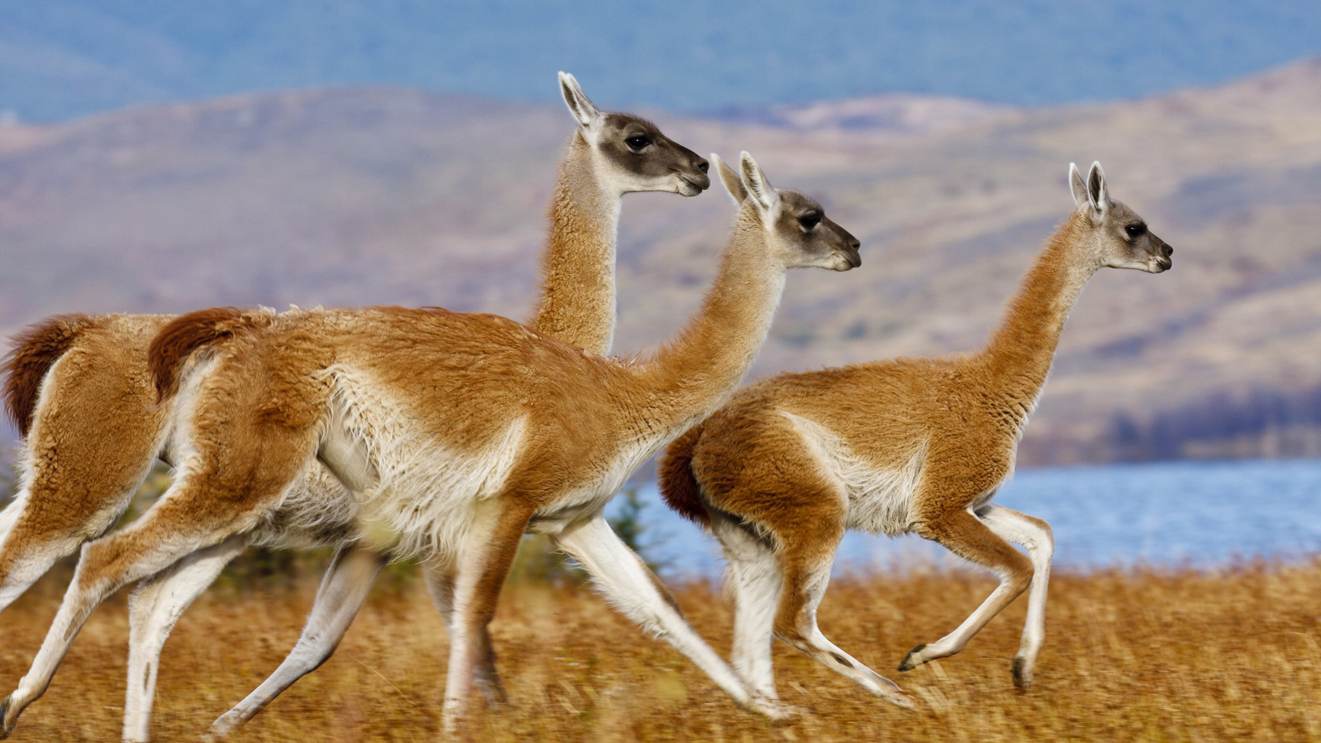 Animal Llama HD Wallpaper | Background Image