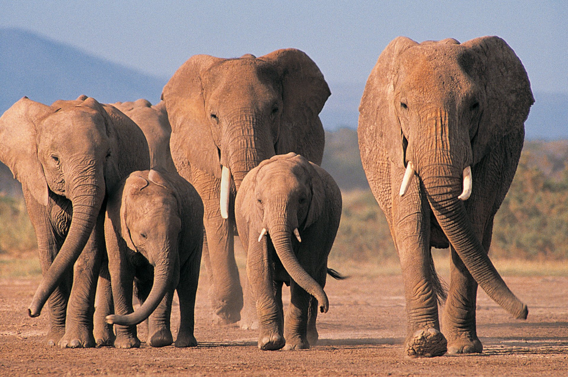 Herd of African bush elephants walking toward the camera across a dry plain in warm light — 2K Quad HD PC desktop wallpaper and background