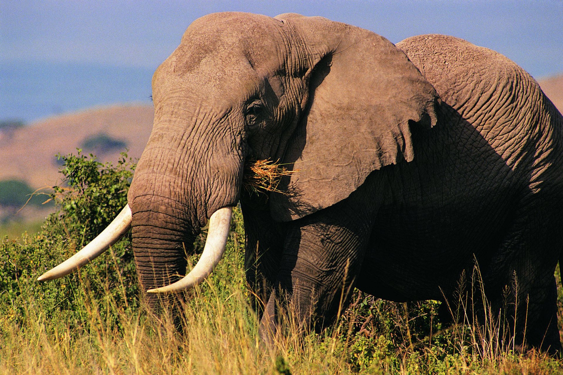 Download Animal African Bush Elephant HD Wallpaper