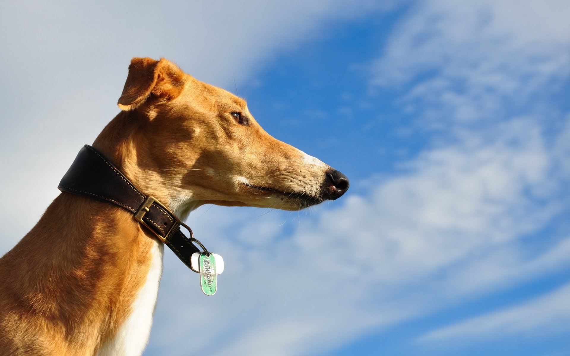 HD desktop wallpaper featuring a close-up profile of a greyhound against a bright blue sky with light clouds.
